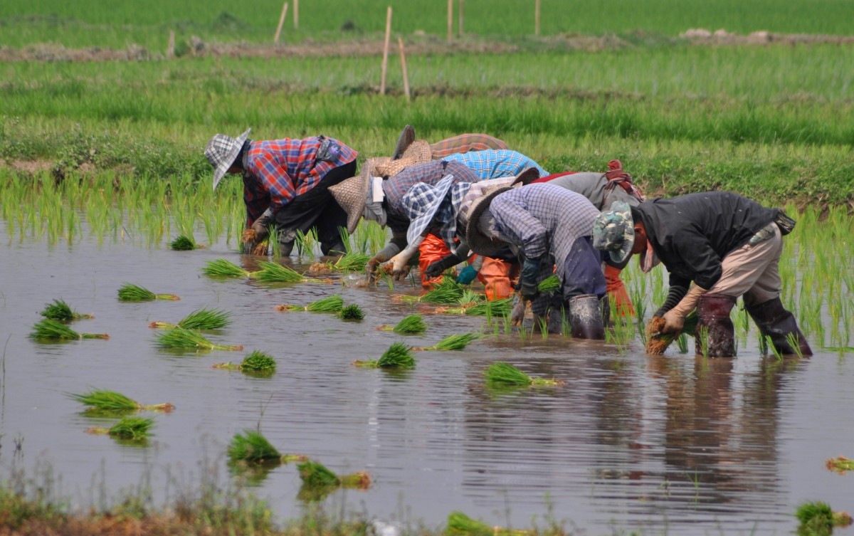 b243690_tajlandia_polnoc_gdzies_po_drodze