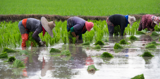 4-farmers-are-planting-rice-transplant-rice-seedlings_41722-558