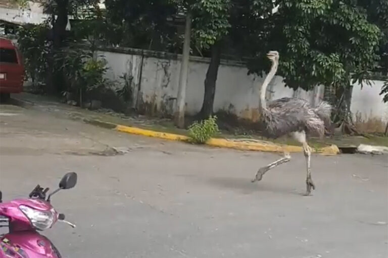 ostrich