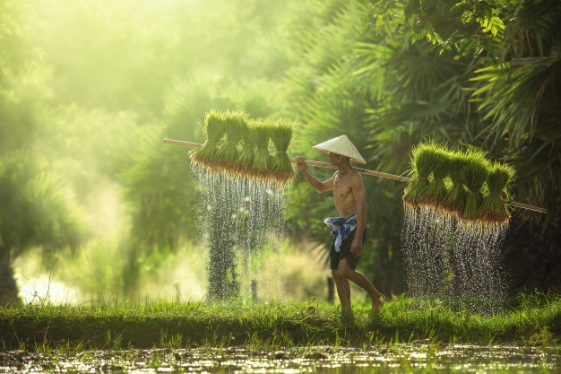 farmers-grow-rice-rainy-season_61243-38