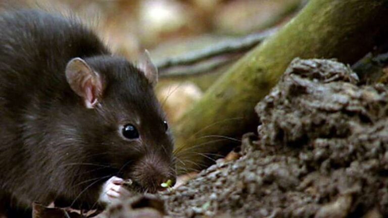 Overview-leptospirosis-discussion-rats-disease