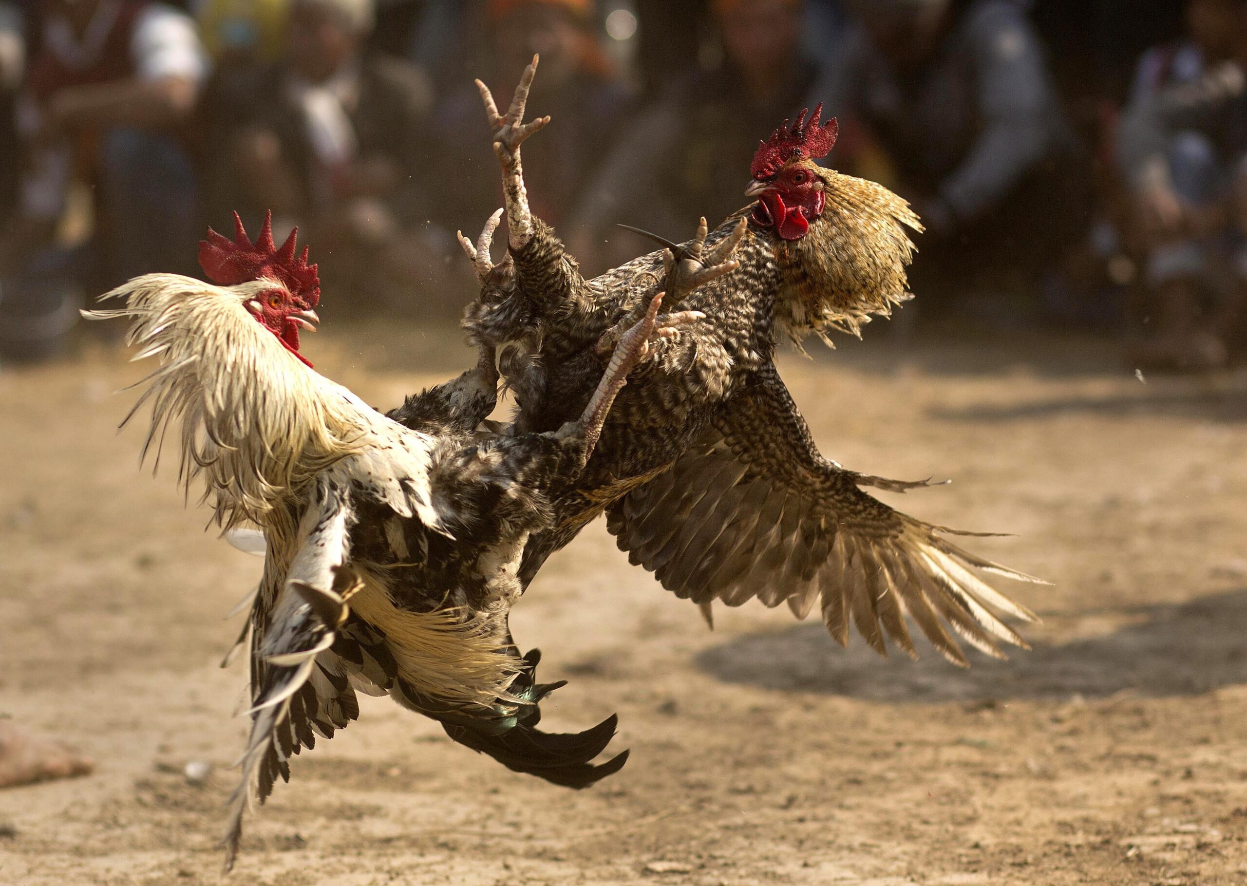 cock fight
