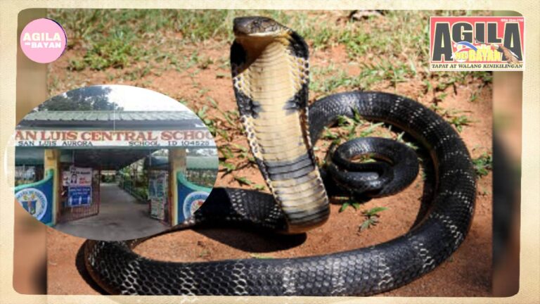 Cobra