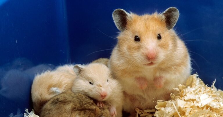 golden-hamster