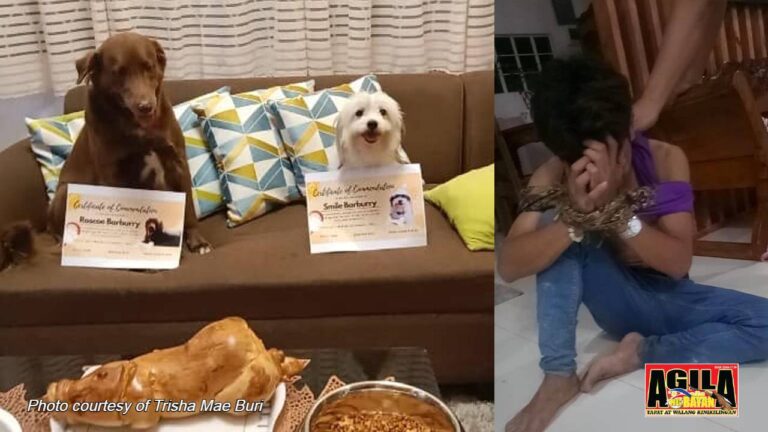 Hero-Dogs