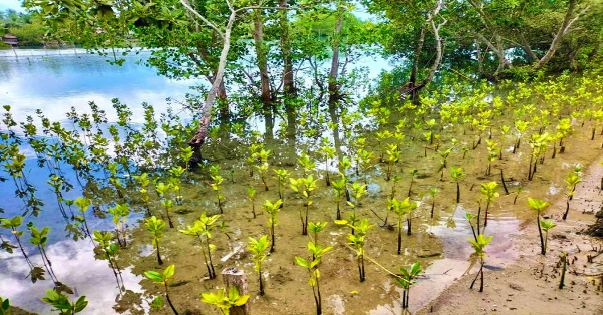 smc-trees-davao-occidental