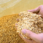 DA: Ibalik ang Kapangyarihan ng NFA sa Pagkontrol ng Presyo ng Palay